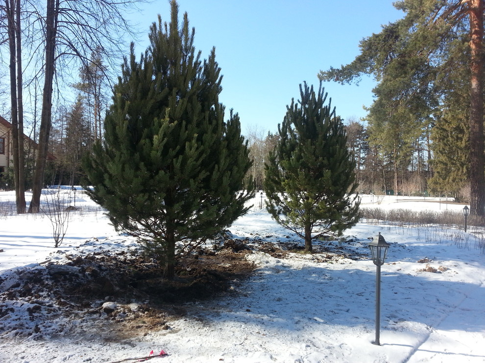 Посадка крупномерных деревьев