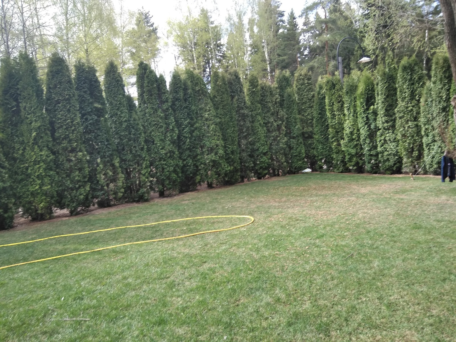 Посадка крупномерных деревьев