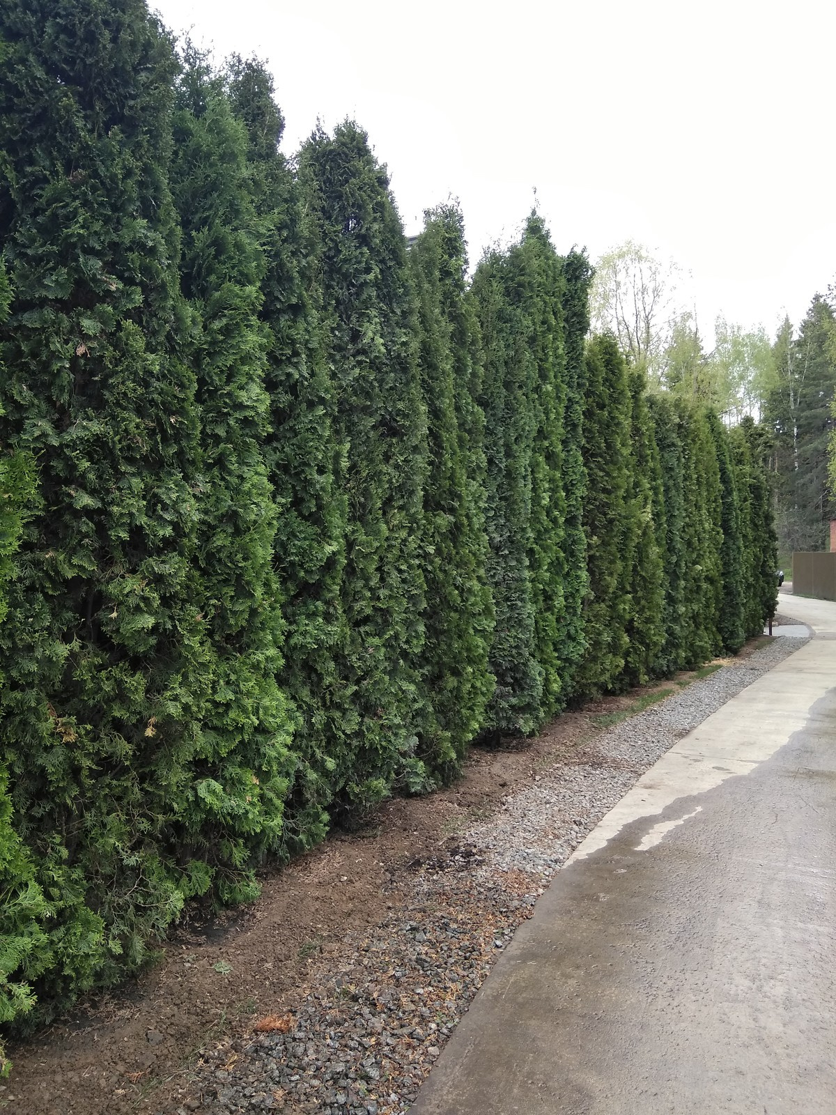 Посадка крупномерных деревьев