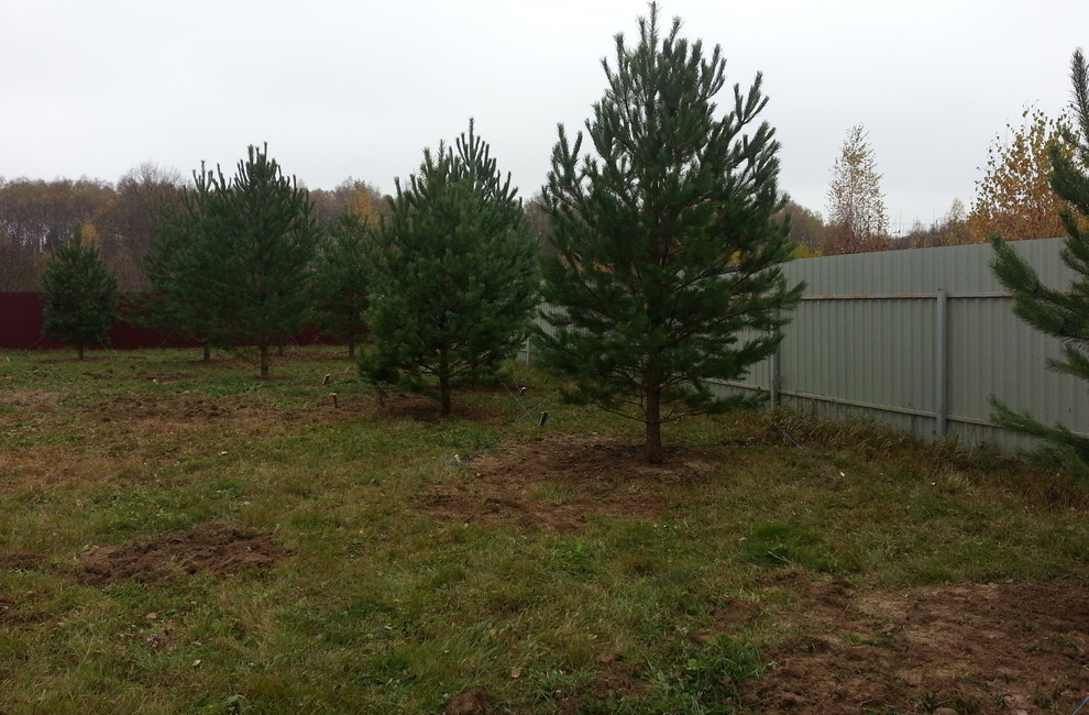 Посадка крупномерных деревьев