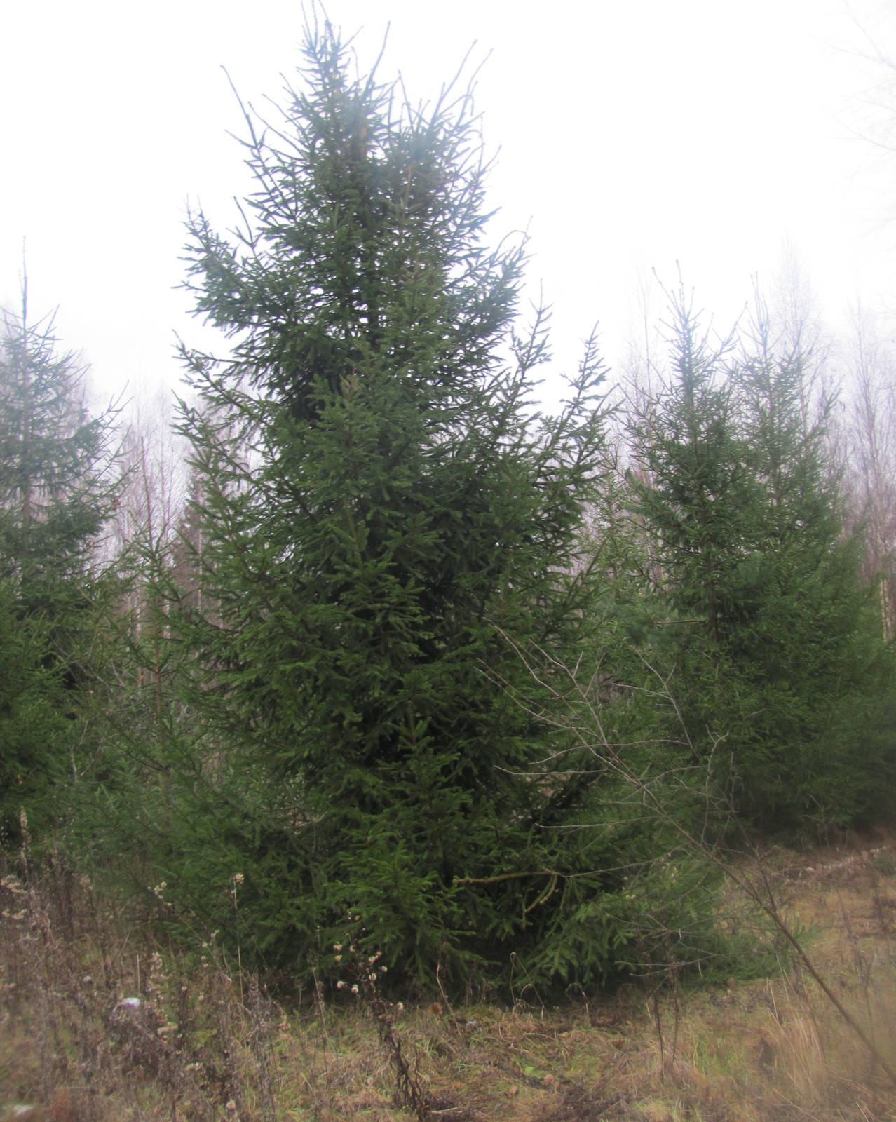 Посадка крупномерных деревьев