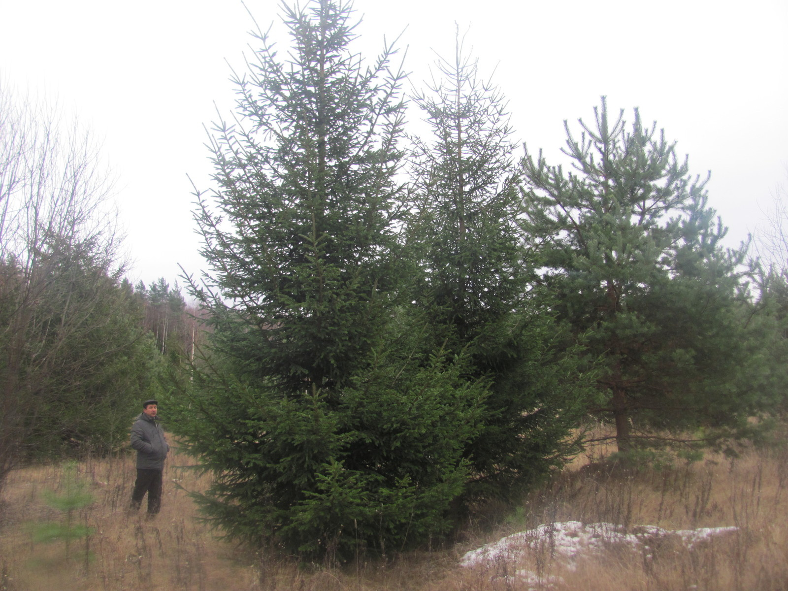 Посадка крупномерных деревьев