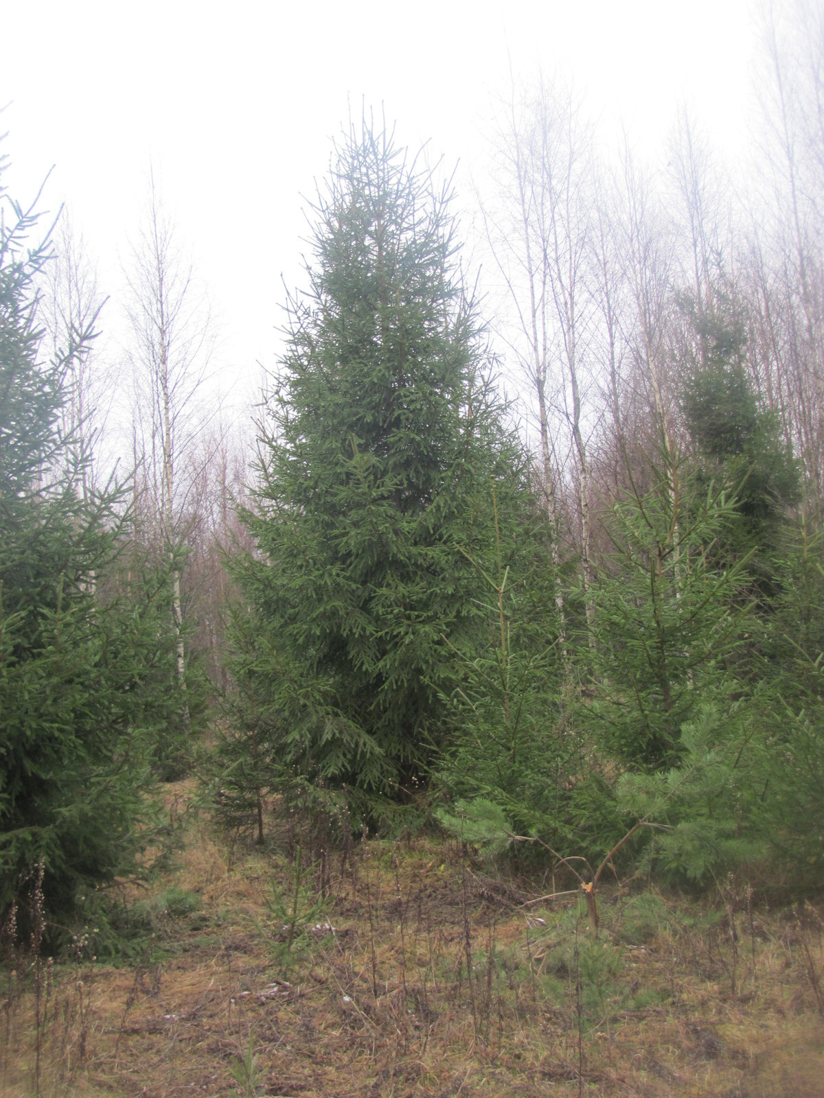 Посадка крупномерных деревьев