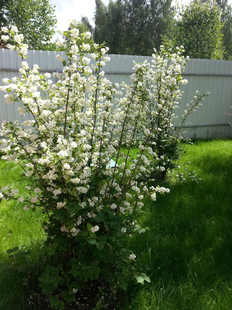 Дача 40 соток