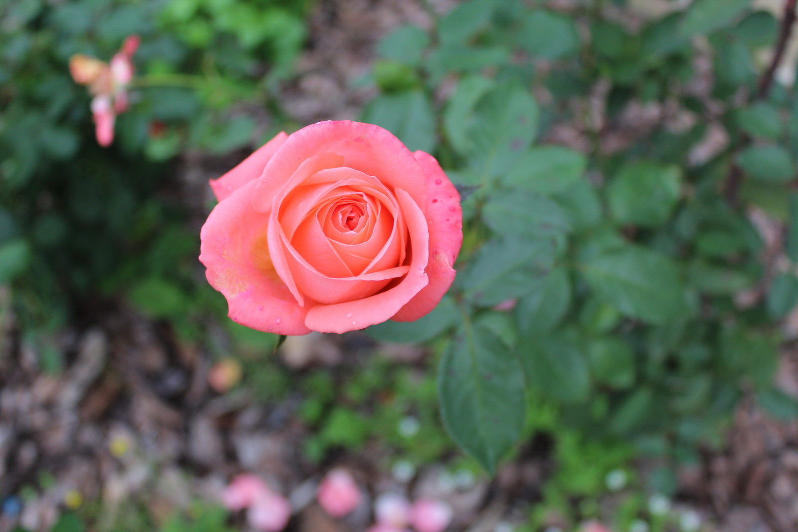 Дача 40 соток