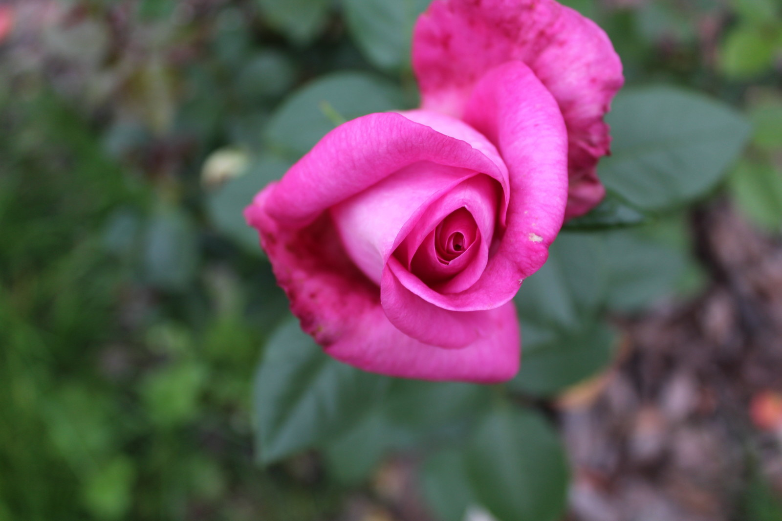 Дача 40 соток