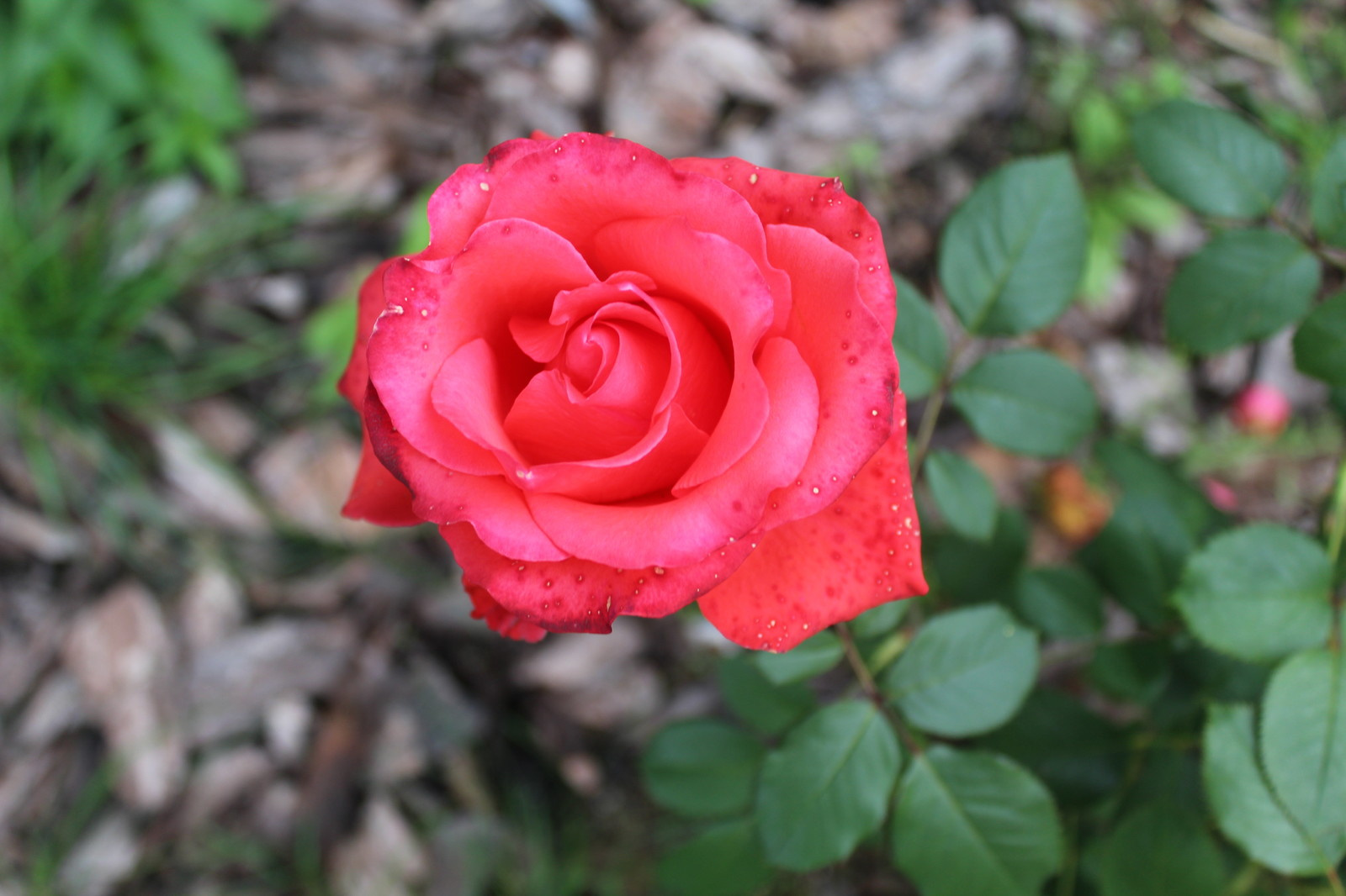 Дача 40 соток