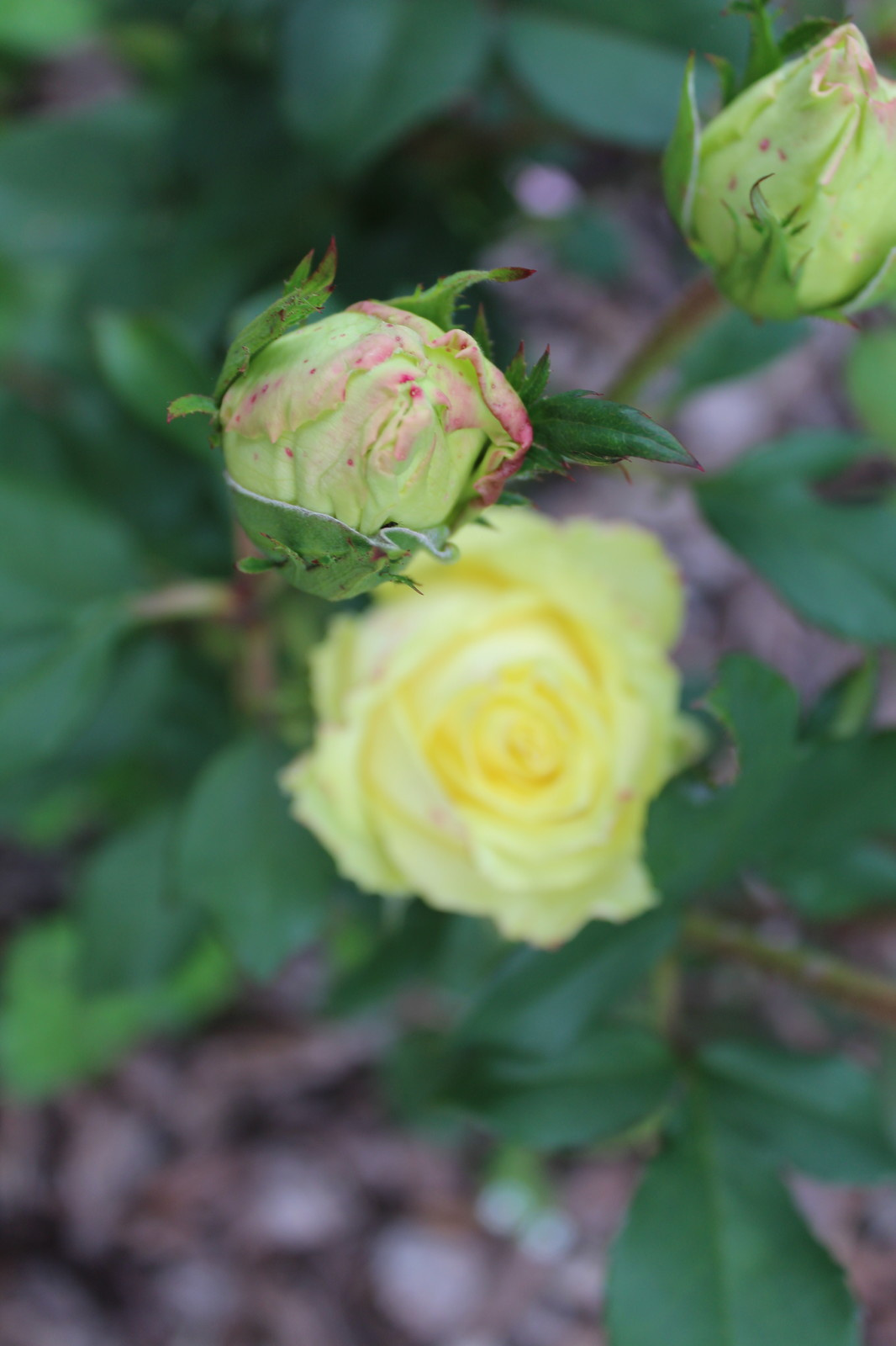 Дача 40 соток