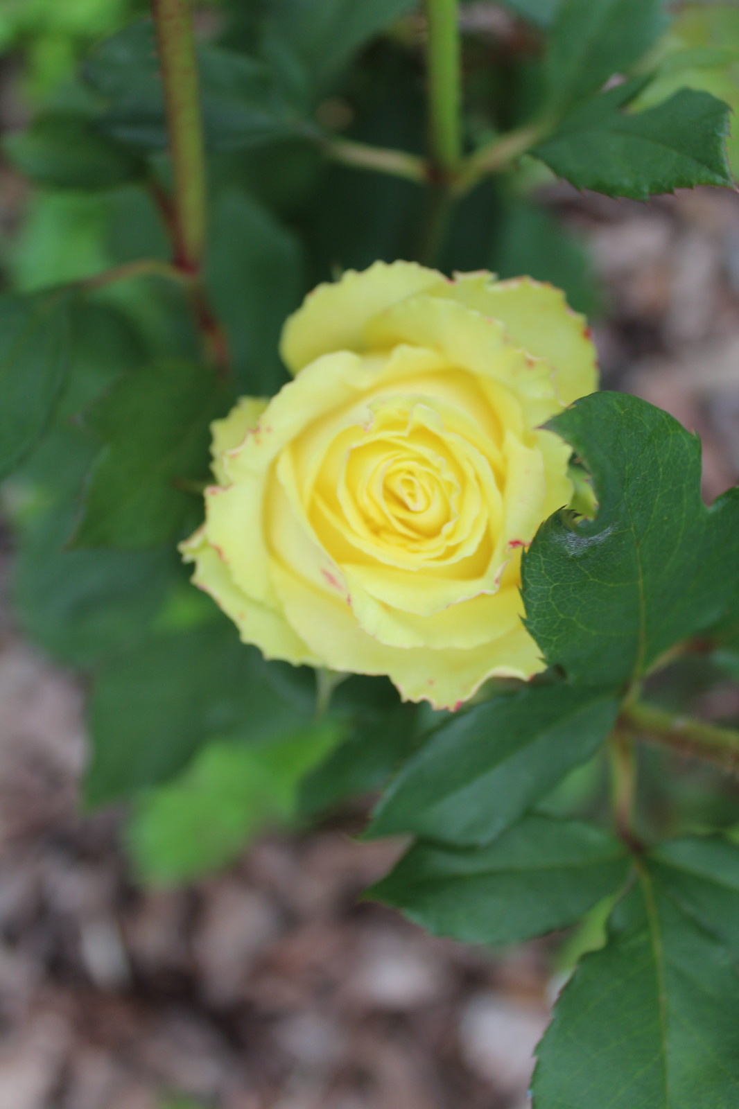 Дача 40 соток