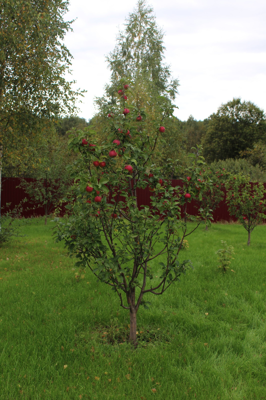 Дача 40 соток