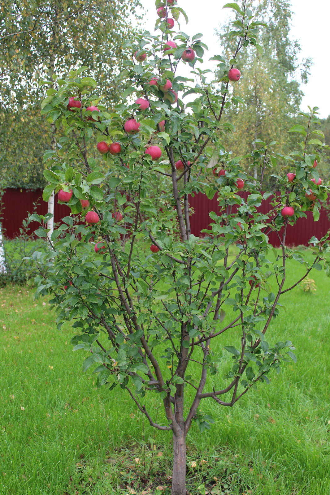 Дача 40 соток