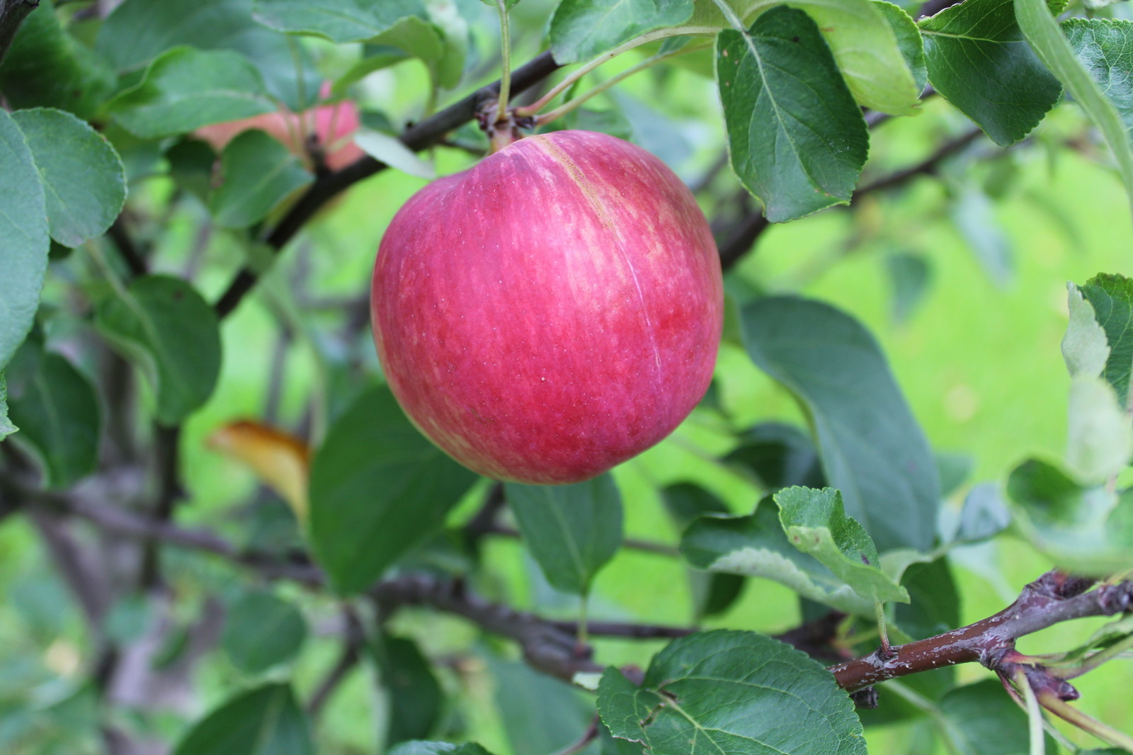 Дача 40 соток