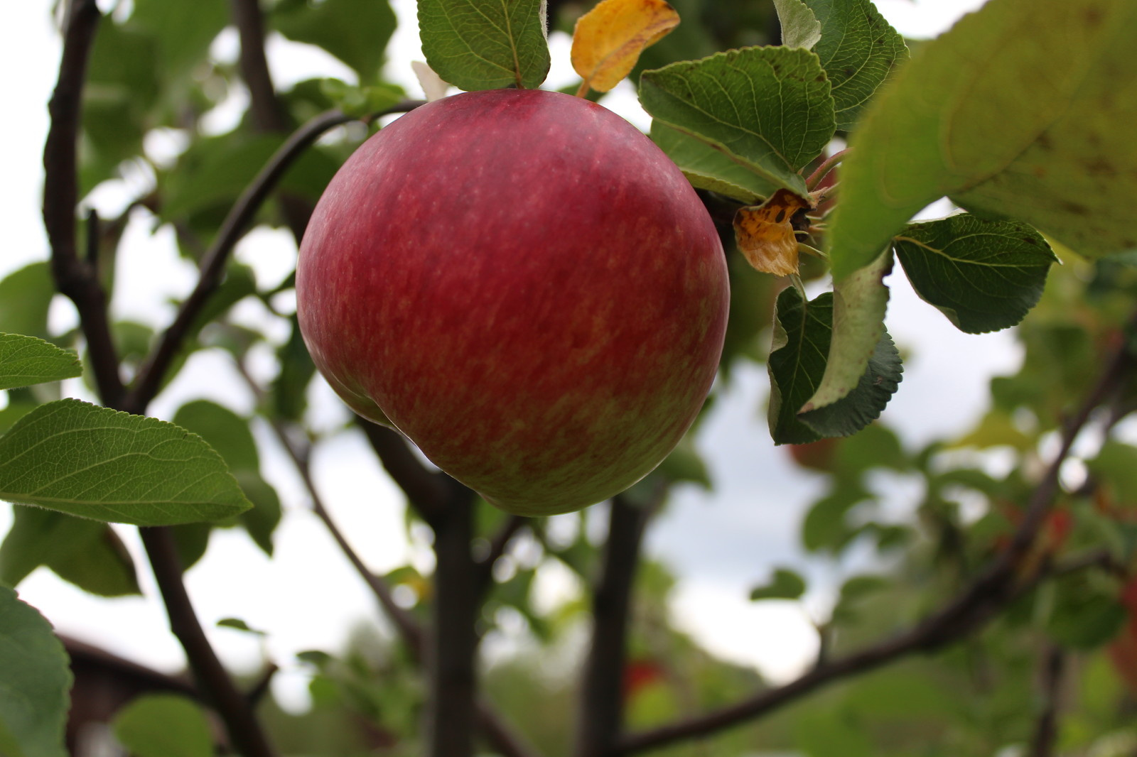 Дача 40 соток