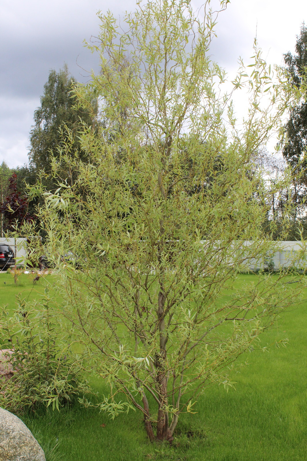 Обложка проекта: Дача 40 соток