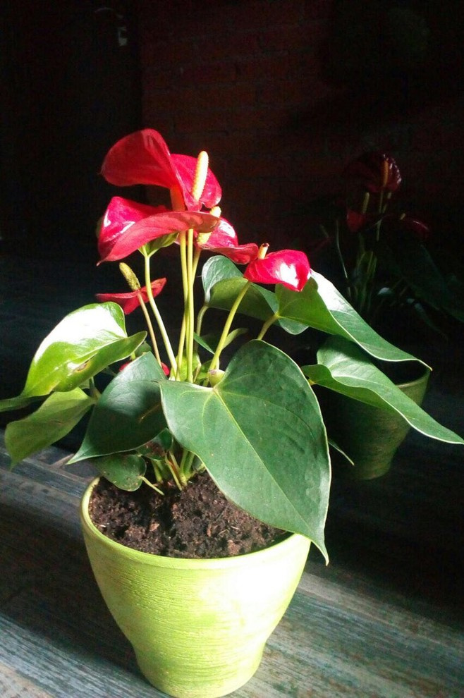 Композиции из растений