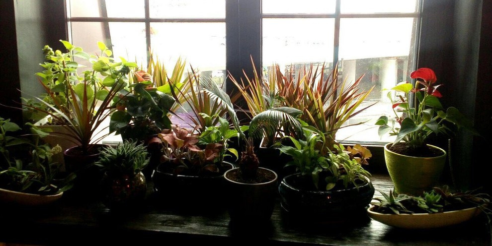 Композиции из растений