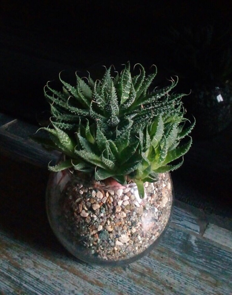 Композиции из растений