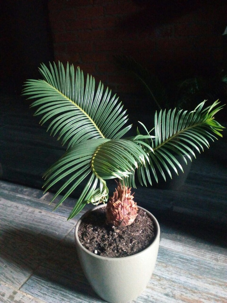 Композиции из растений