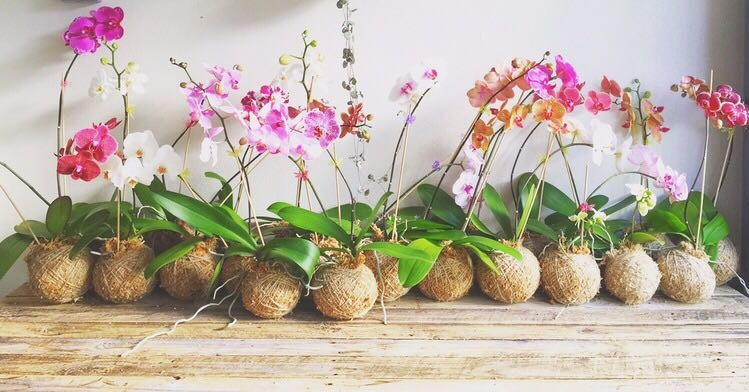 Композиции из растений