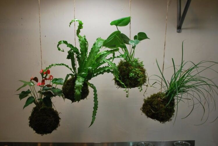 Композиции из растений