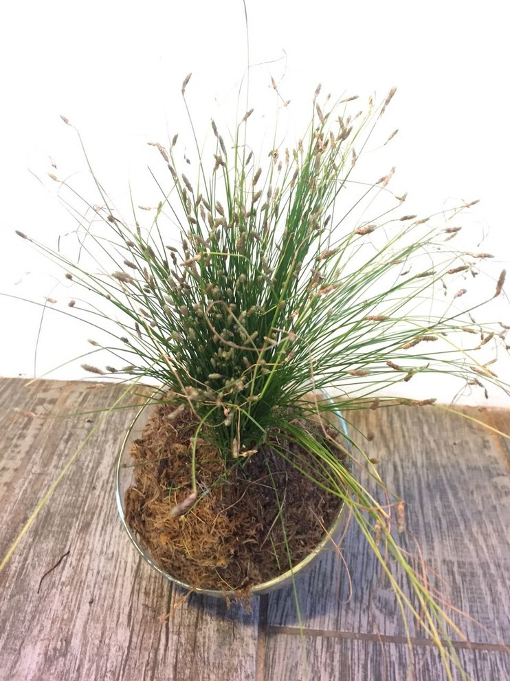 Композиции из растений