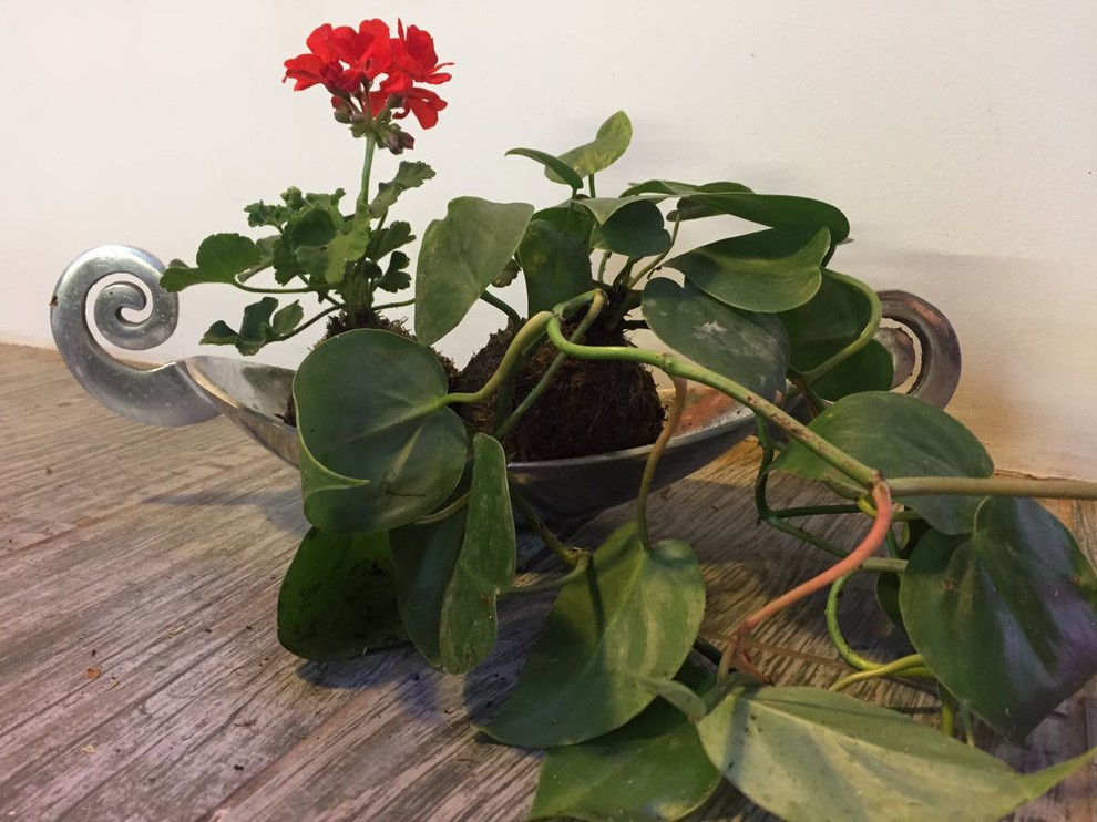 Композиции из растений