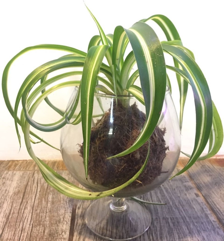 Композиции из растений