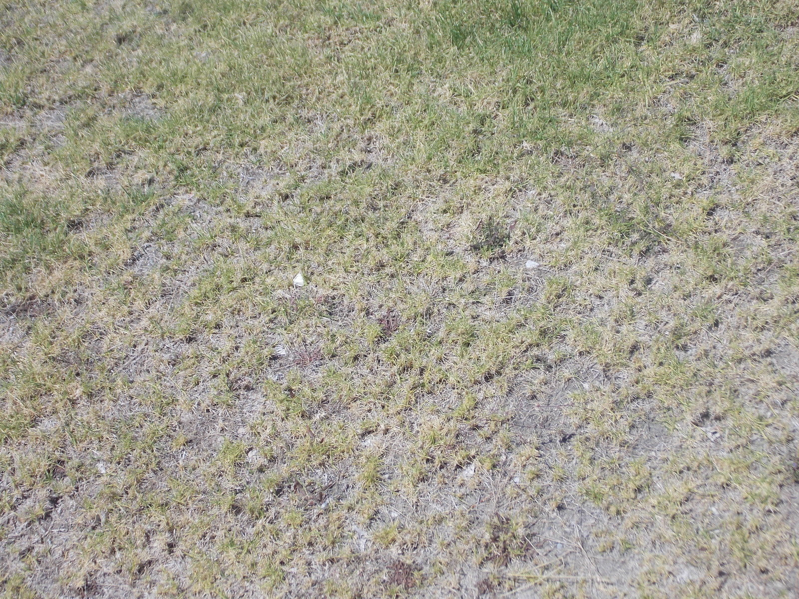 Клумбы в вашем дворе - просто, быстро и очень красиво! Канада Грин!