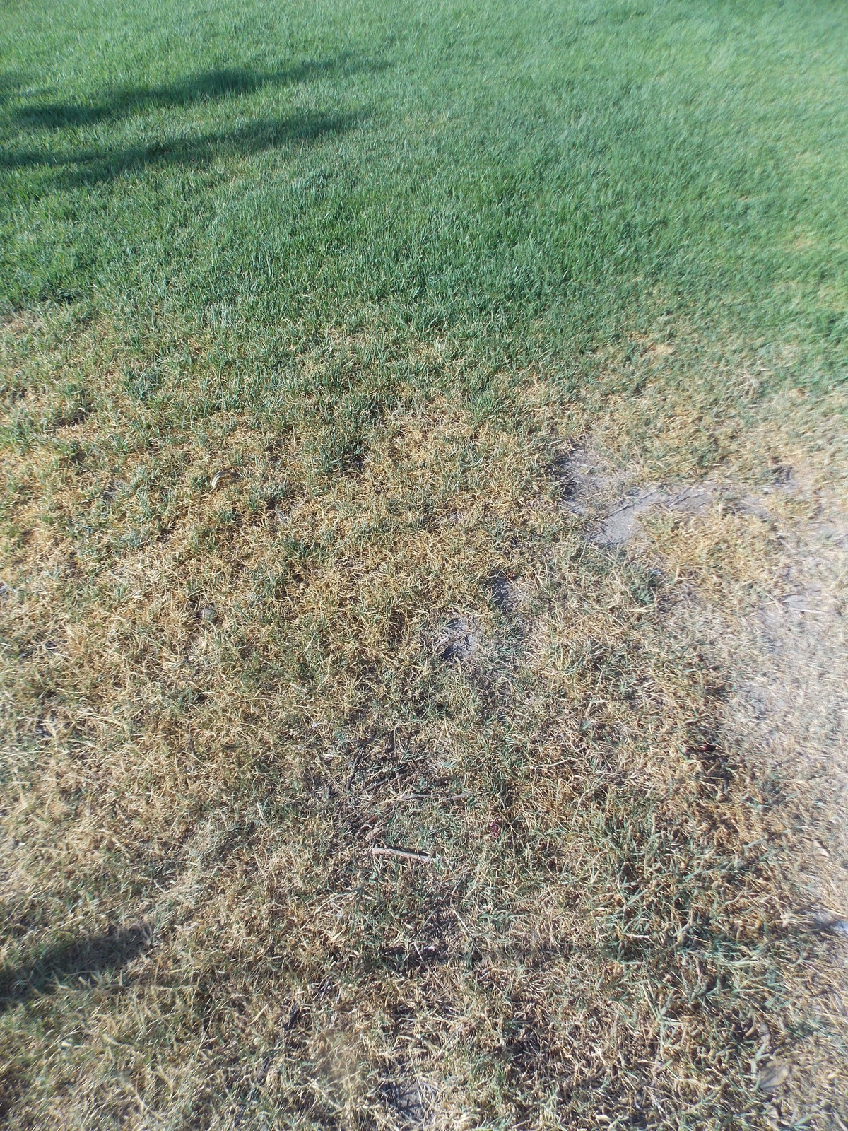 Клумбы в вашем дворе - просто, быстро и очень красиво! Канада Грин!