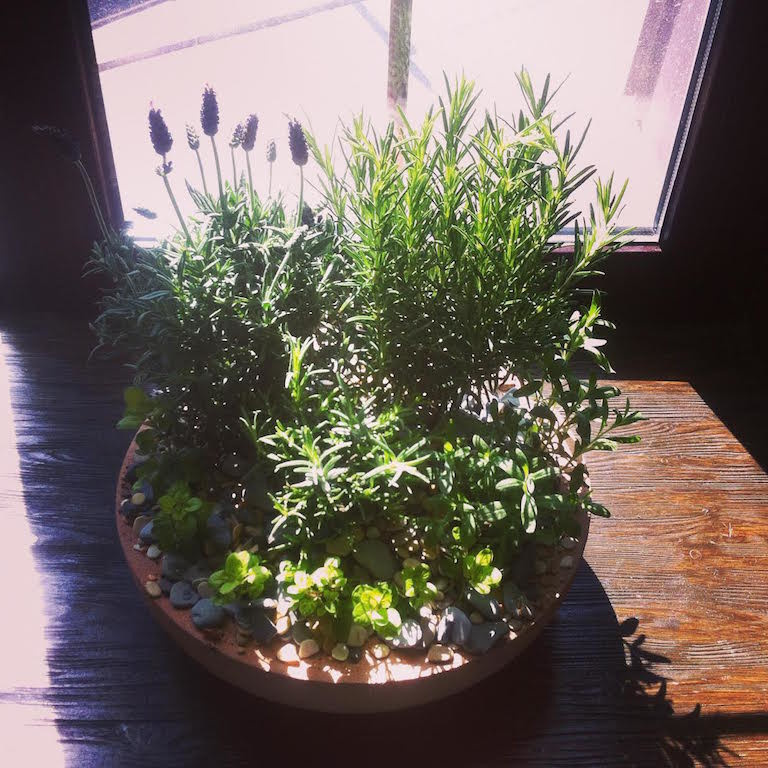 Композиции из растений