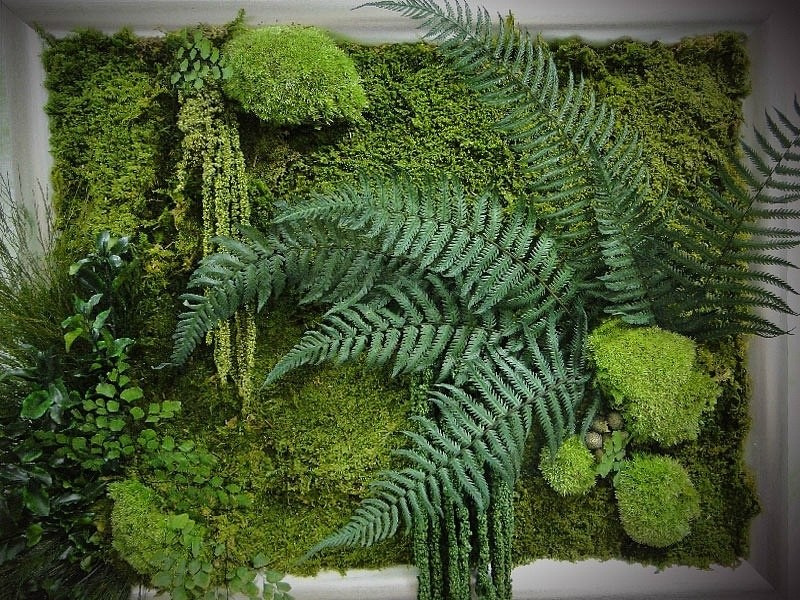 Мхи и стабилизированные растения