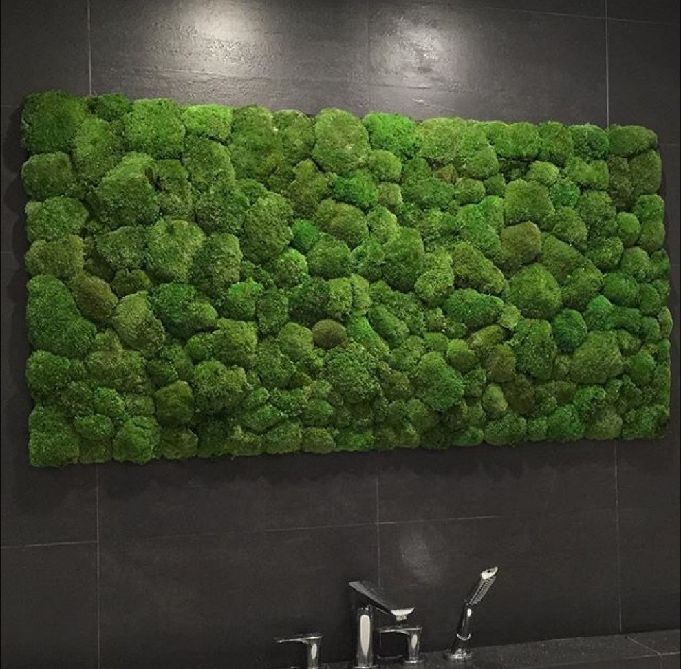 Мхи и стабилизированные растения