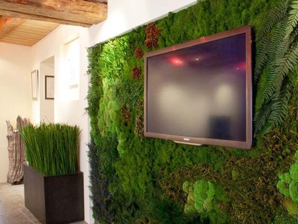 Мхи и стабилизированные растения