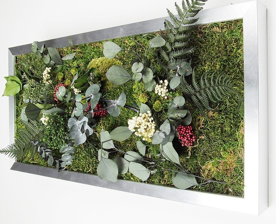 Мхи и стабилизированные растения