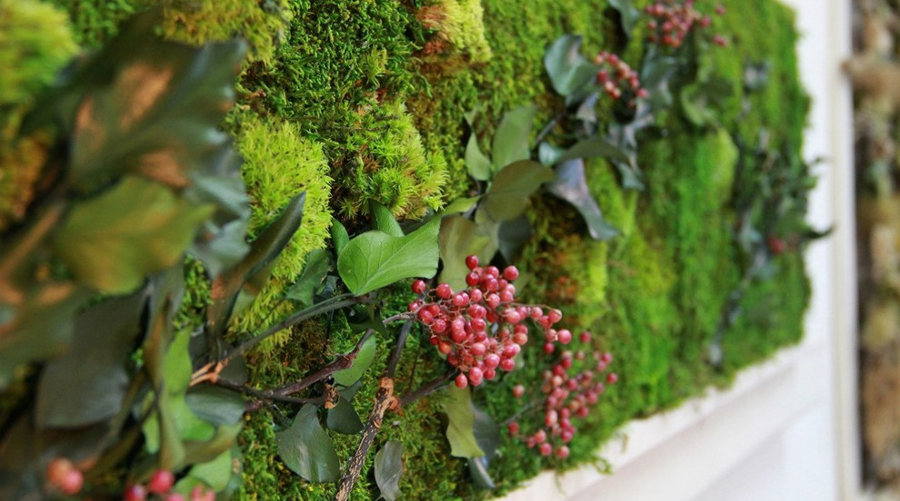 Мхи и стабилизированные растения