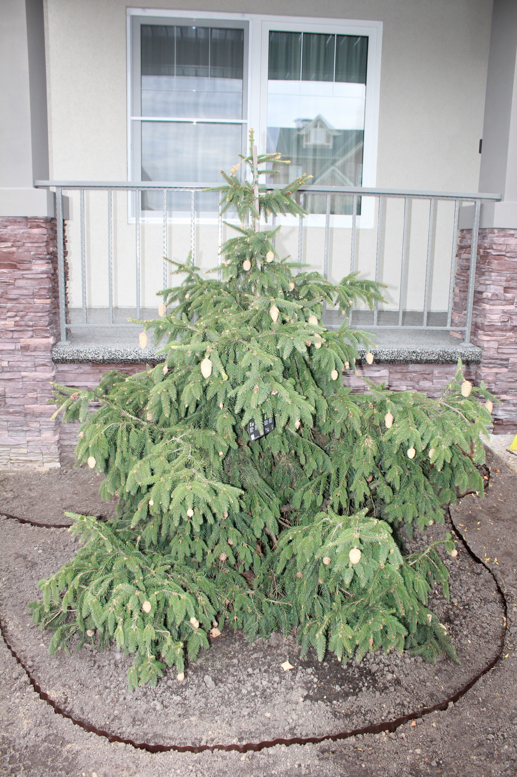 Новые Вешки