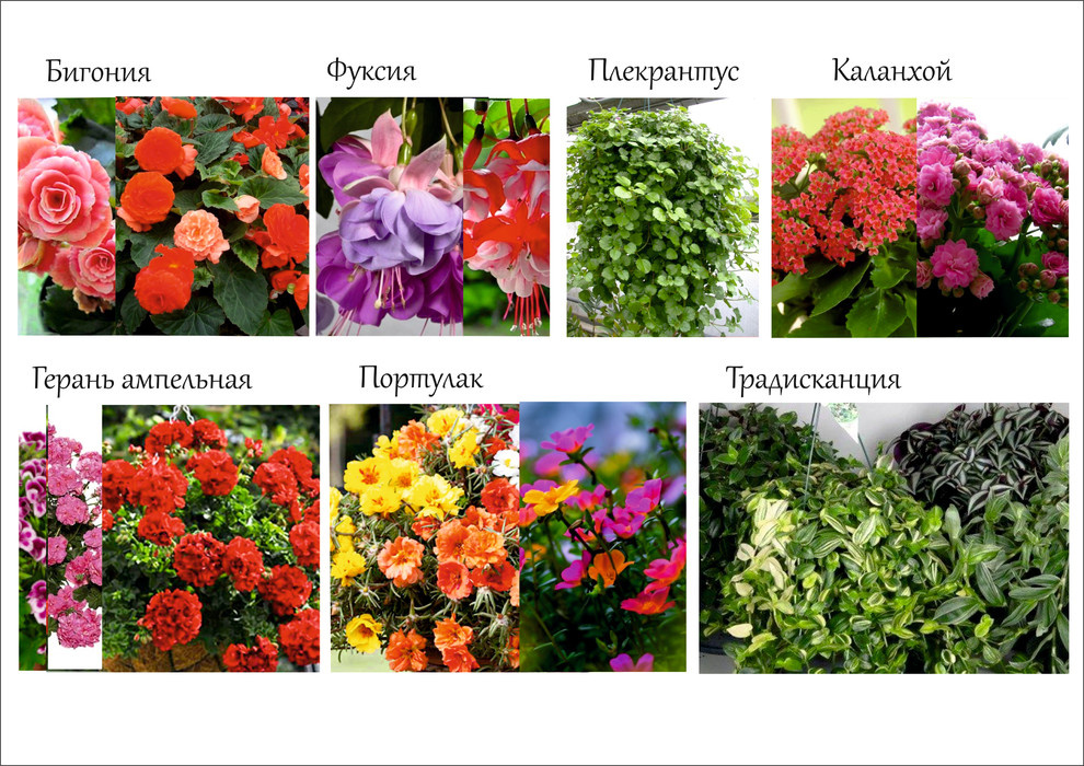 Ресторан "Бохо" олимпийский парк -озеленение кашпо