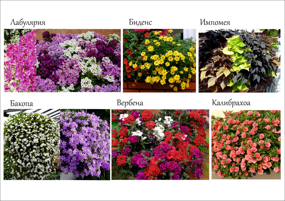 Ресторан "Бохо" олимпийский парк -озеленение кашпо