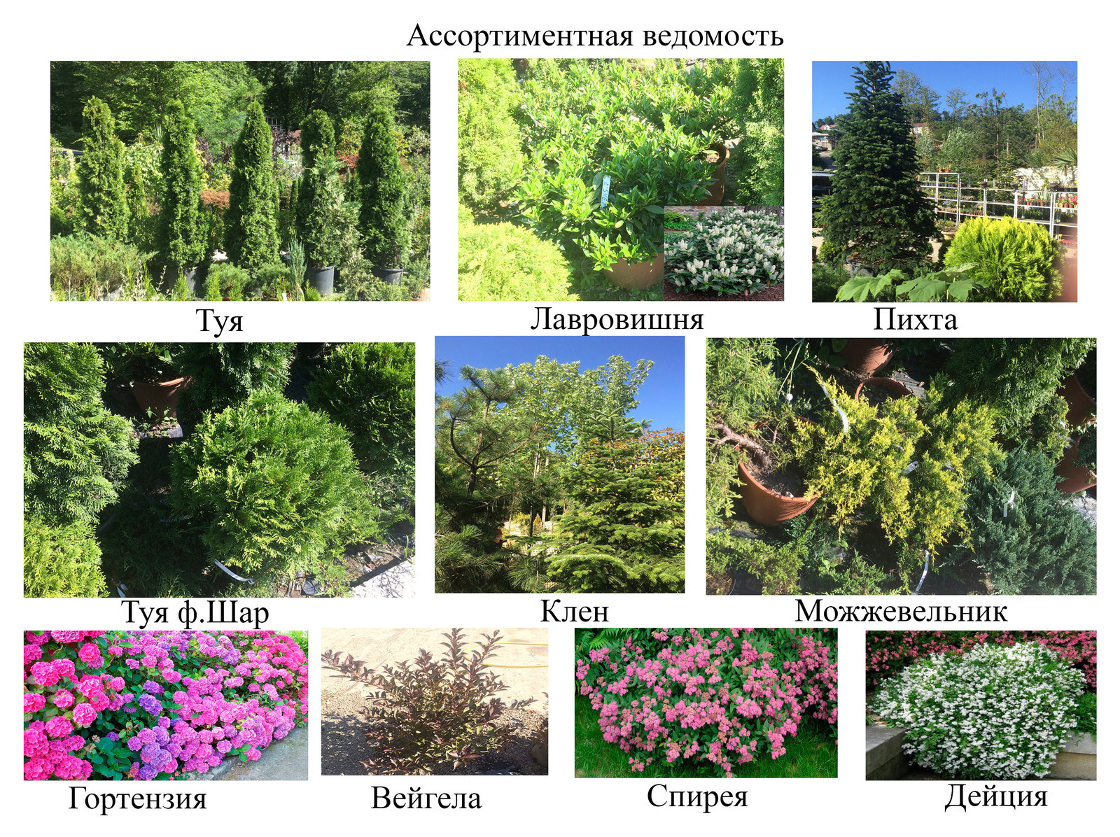 Озеленение и благоустройство частной территории Красная поляна