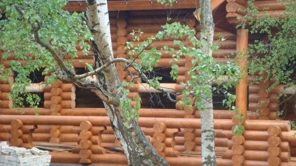 Обложка проекта: Деревянная мини гостиница из сибирской лиственницы на берегу Балтики (Куршская к