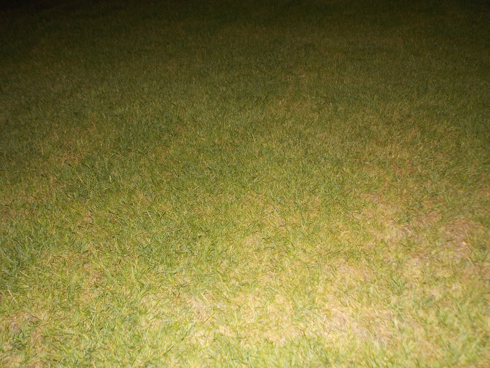 Травосмеси газонные Канада Грин в тяжелейших условиях на море в соли и на жаре!