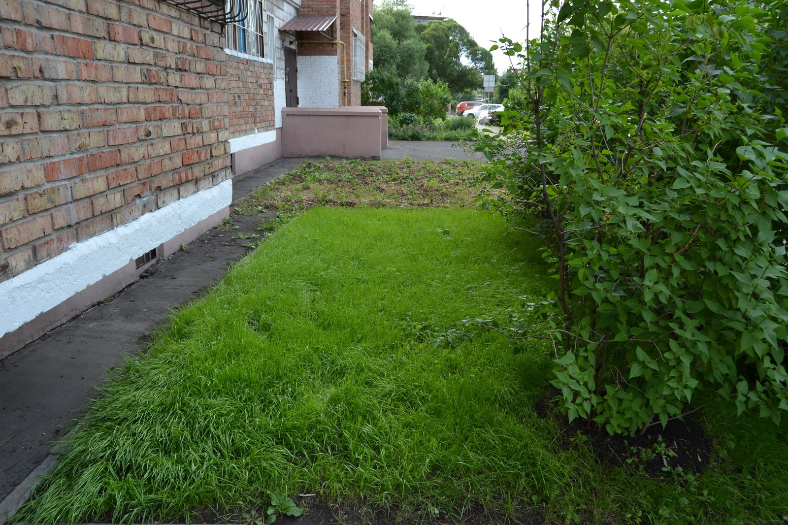 Обложка проекта: Травосмеси газонные Канада Грин в тяжелейших условиях на море в соли и на жаре!