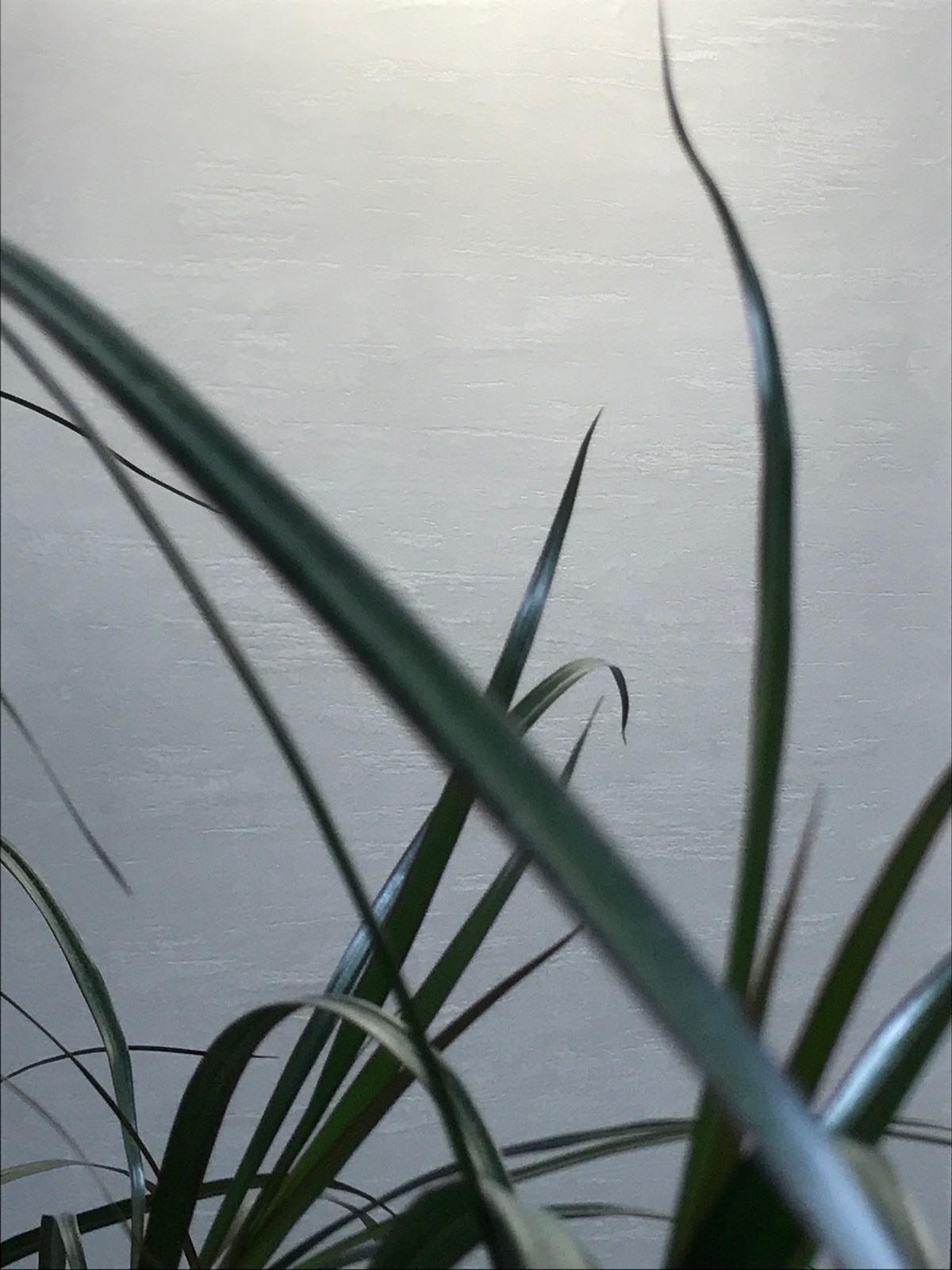 Текущая работа Центра Декоративных Штукатурок г. Красноярск / Current work of th