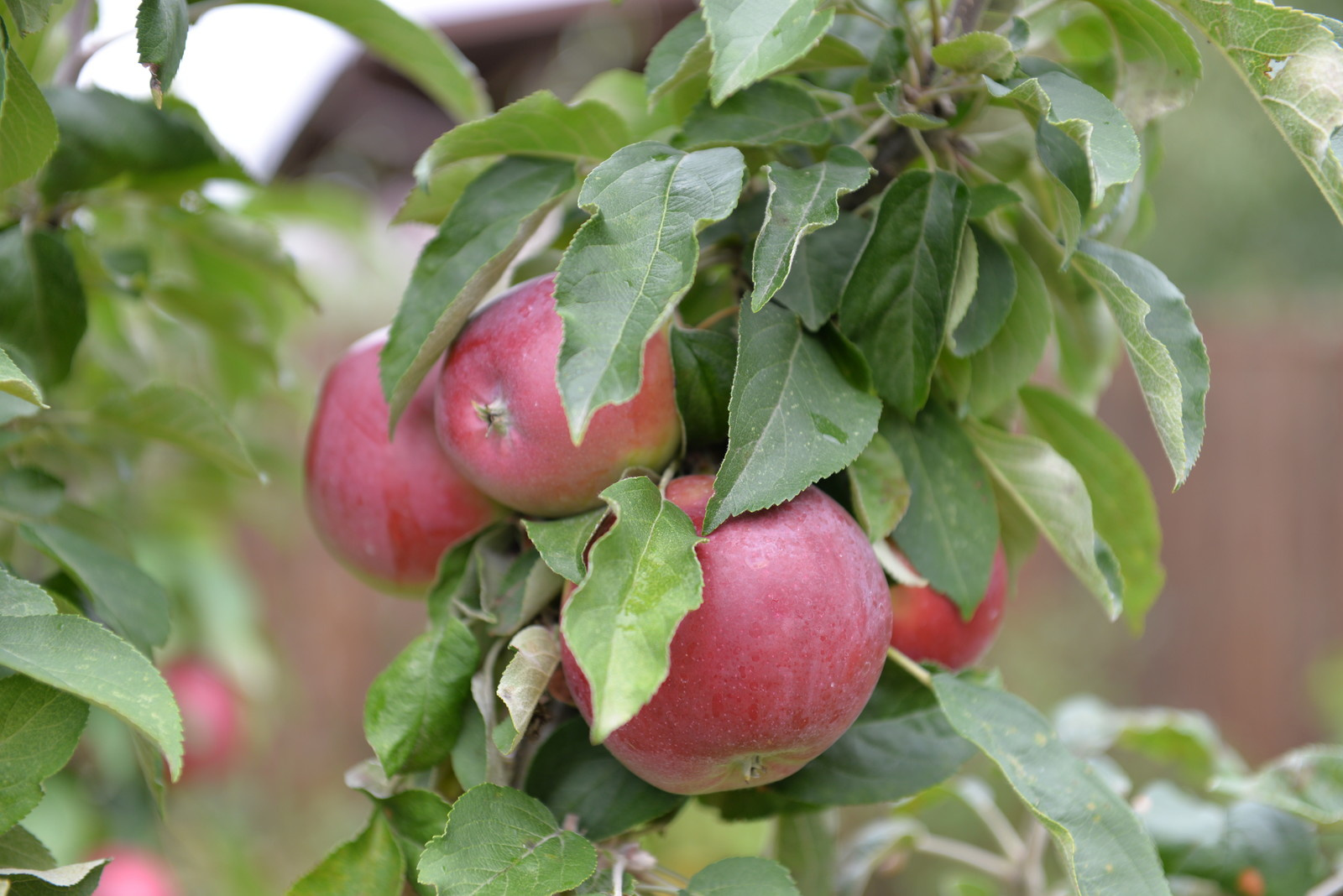 Небольшой уютный участок