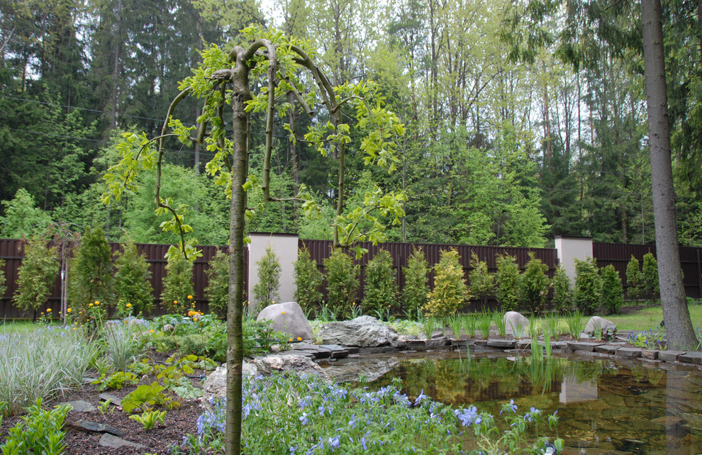 Плакучая карагана на берегу водоема