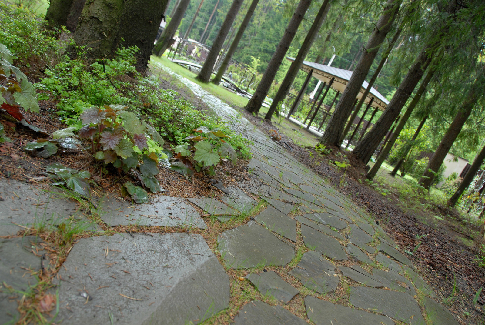 Природная дорожка в лесной части участка