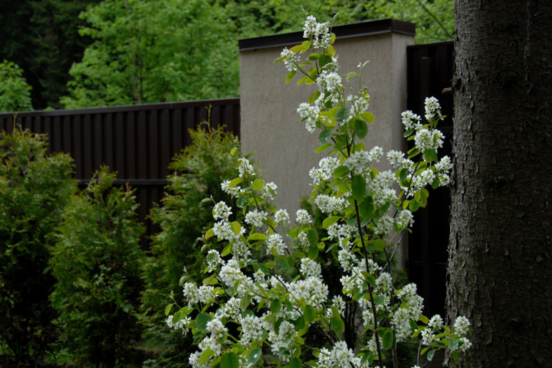 Деталь озеленения