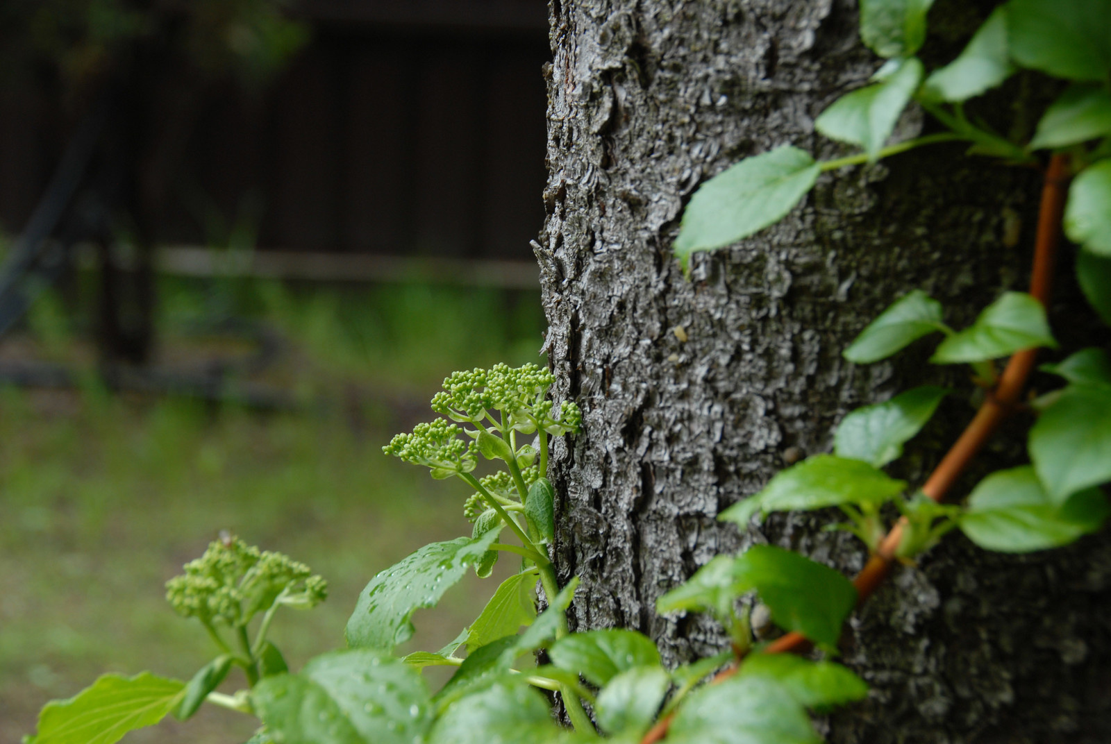Деталь озеленения