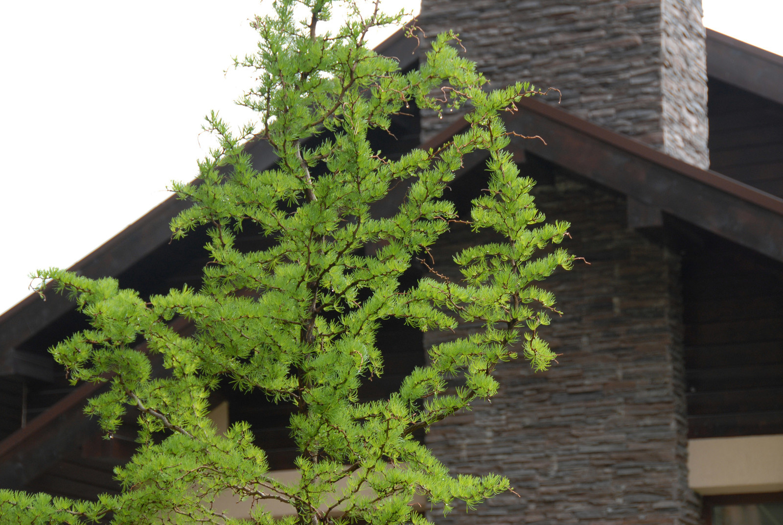 Деталь озеленения