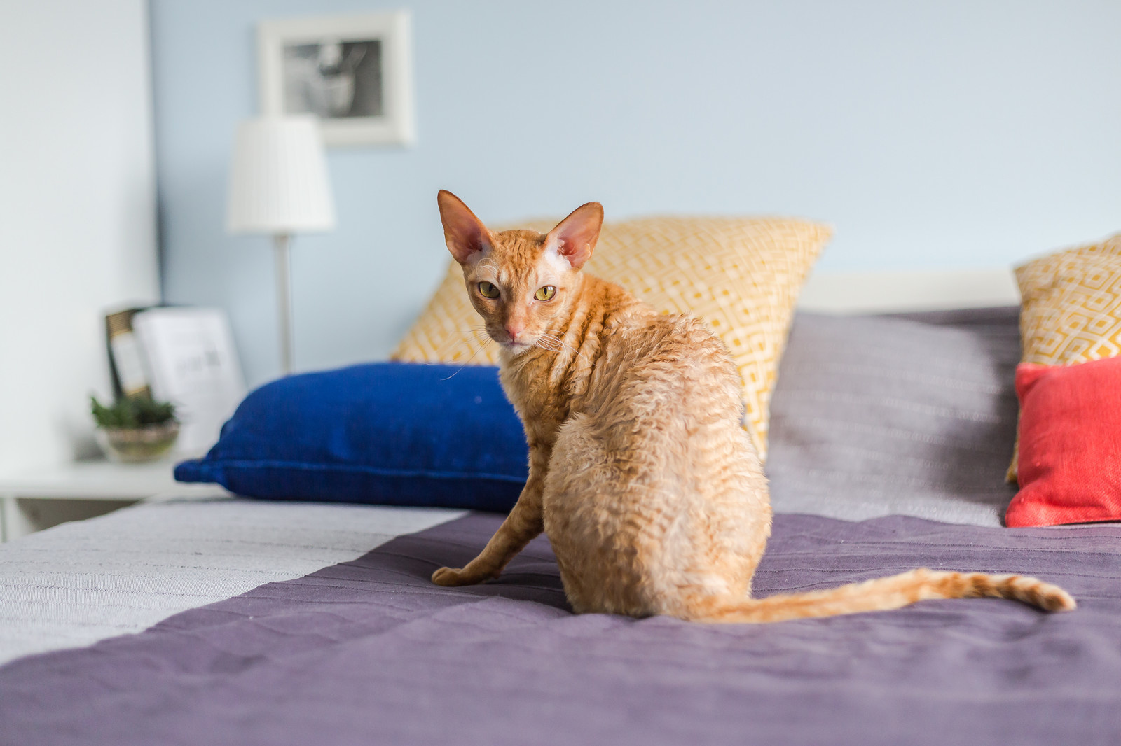 Скандинавия. Каллиграфия. Hygge.